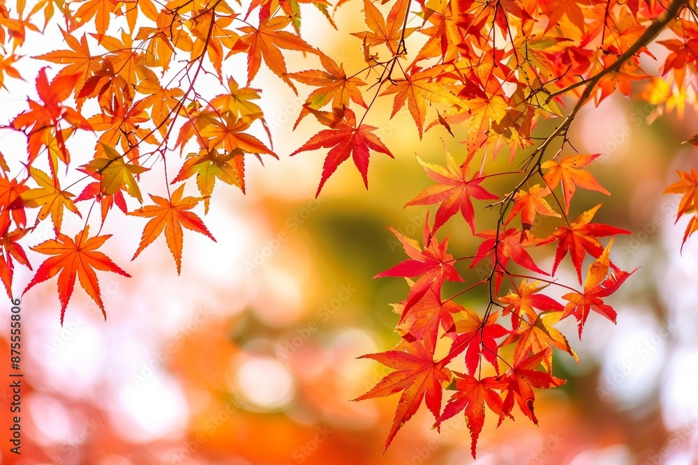 Beautiful autumn leaves that turned red in autumn in Japan Beautiful autumn leaves that turned red in autumn in Japan