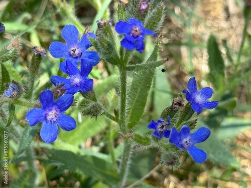 Alkanet ( Anchusa capensis ) flowers. Boraginaceae biennial plants. photo