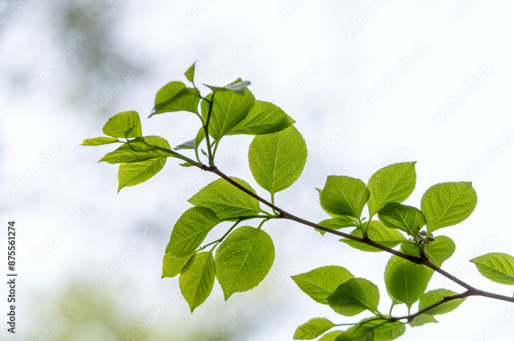 爽やかな新緑イメージ素材