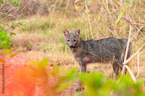 cachorro-do-mato (Cerdocyon thous)