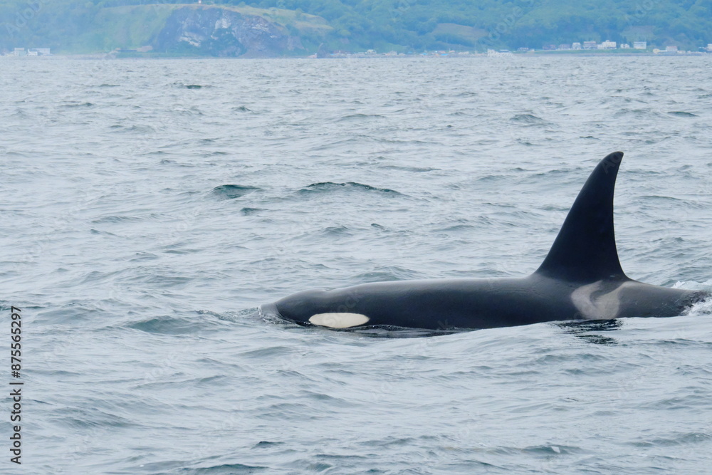 Fototapeta premium 知床半島に訪れるシャチ