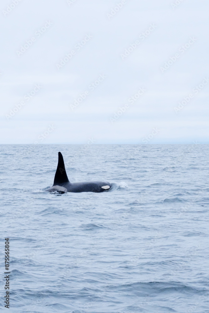 Fototapeta premium 知床半島に訪れるシャチ