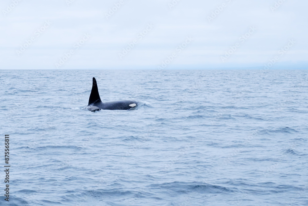 Naklejka premium 知床半島に訪れるシャチ