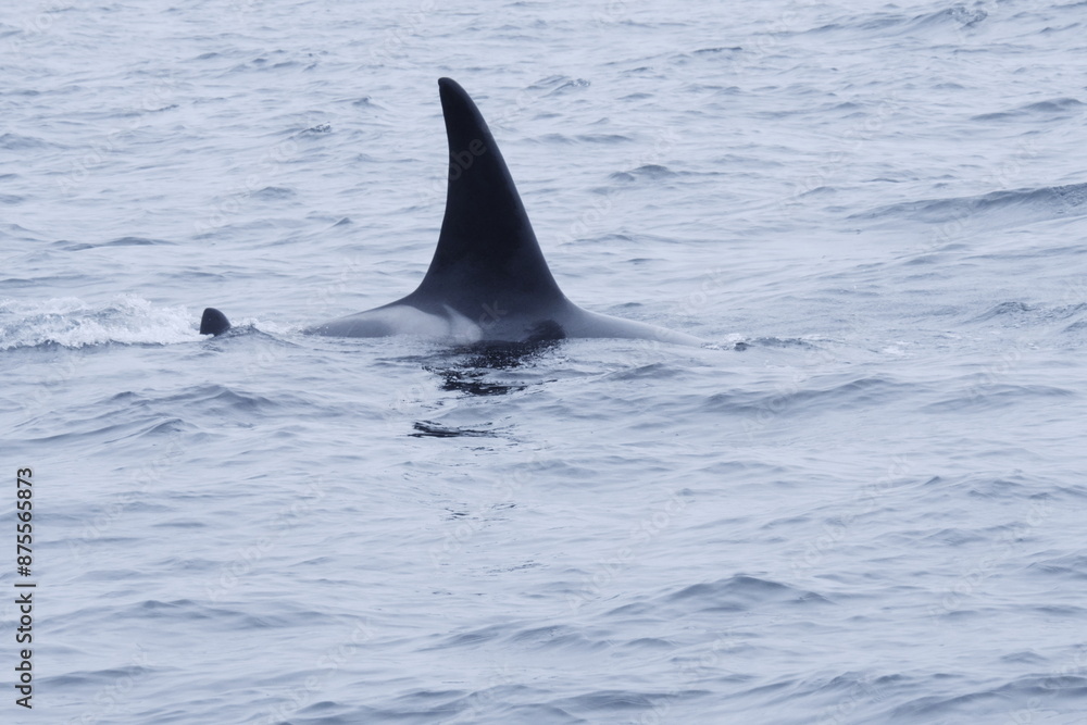 Naklejka premium 知床半島に訪れるシャチ