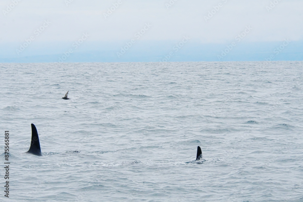 Fototapeta premium 知床半島に訪れるシャチ