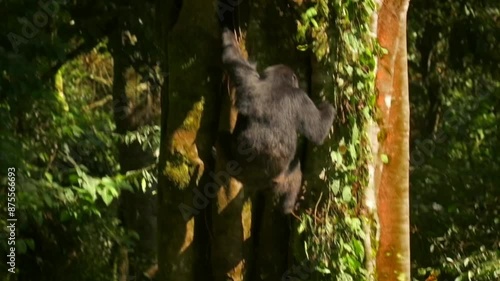 Slow Motion Shot Of Chimpanzee Moving Down On Trees In Forest During Sunny Day - Gisakura, Rwanda photo