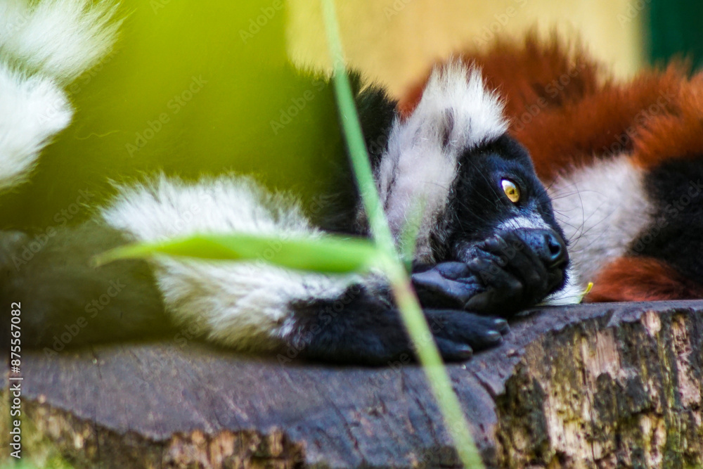 Fototapeta premium lemur
