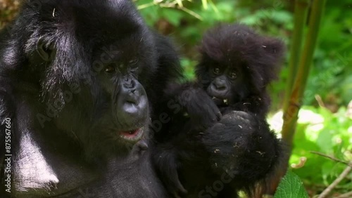 Slow Motion Close-Up Shot Of Mother And Infant Chimpanzee In Forest - Gisakura, Rwanda photo