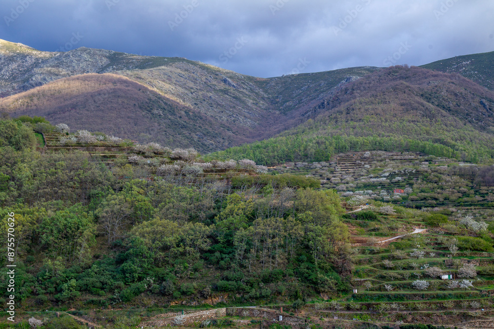Naklejka premium Cherry blossom in Jerte river valley. Estremadura, Spain