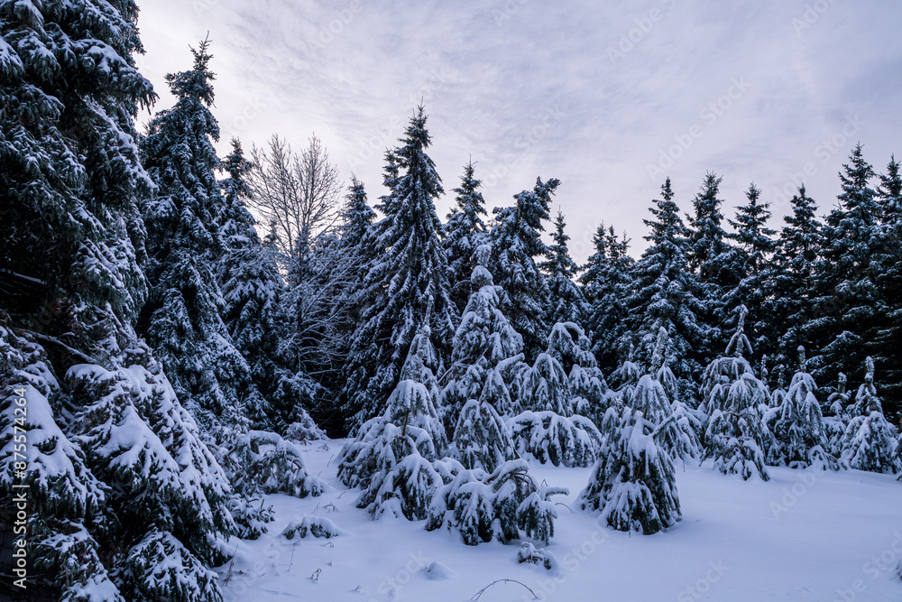 Pine Boughs Droop Under the Weight of a Fresh Caledon Snow Pine Boughs Droop Under the Weight of a Fresh Caledon Snow
