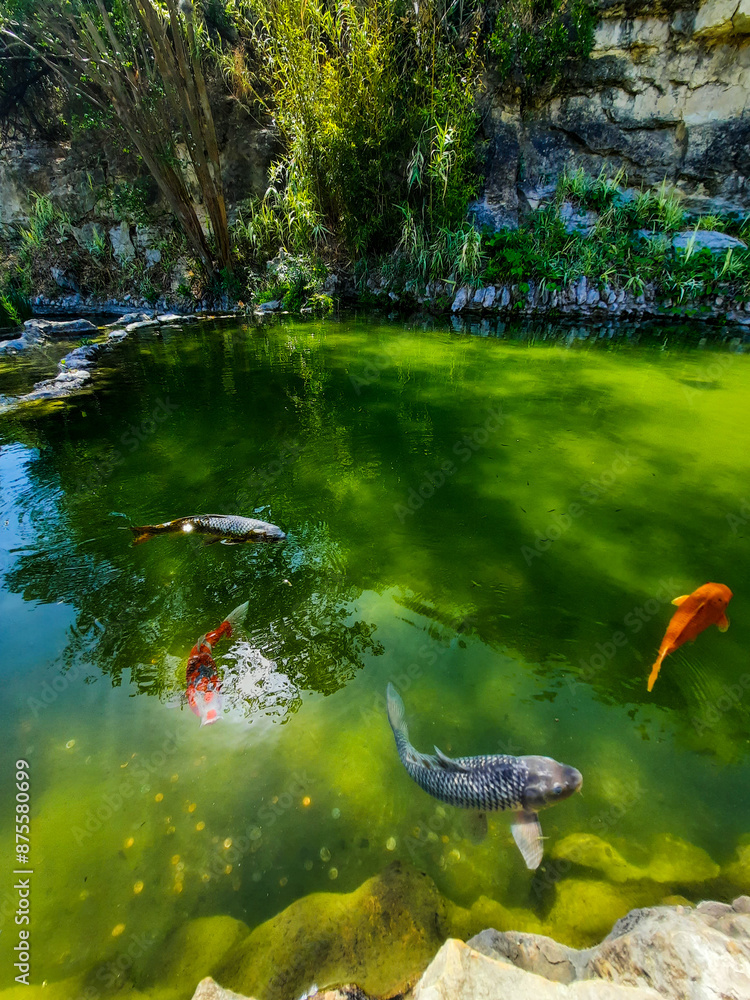 Obraz premium Koi in the pond 