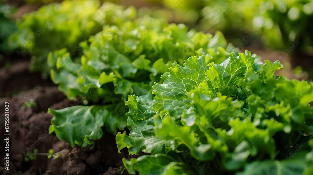 Organic fresh lettuces are growing in vegetable garden. Organic fresh lettuces are growing in vegetable garden.
