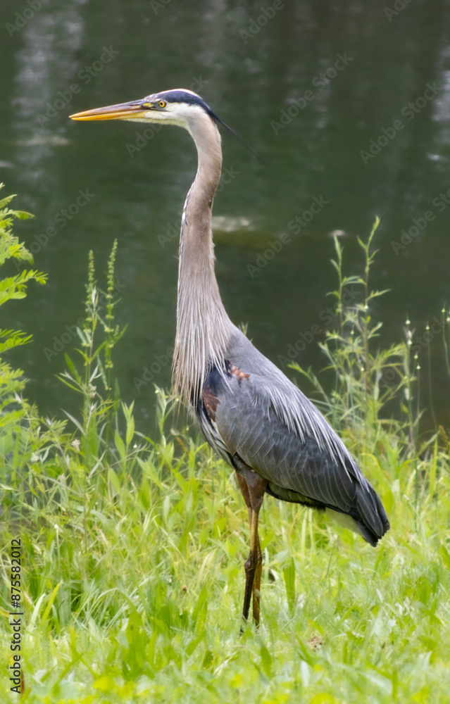 Fototapeta premium great blue heron