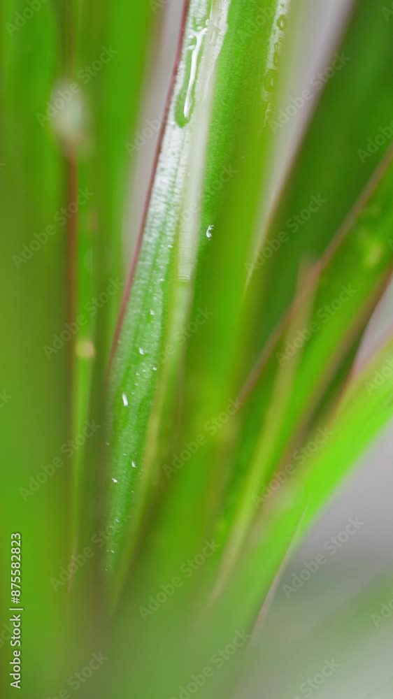 Close-Up Shot of Rain Water Droplets Dripping on Green Leaves Close-Up Shot of Rain Water Droplets Dripping on Green Leaves