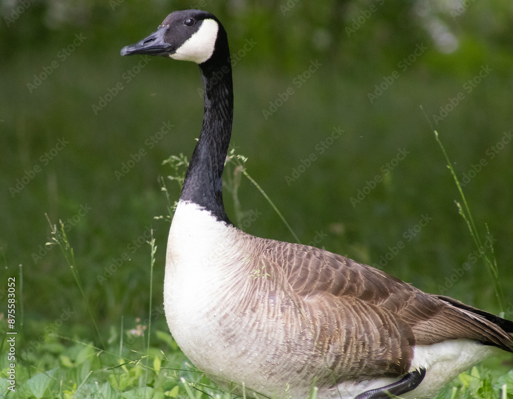 Canadian Goose