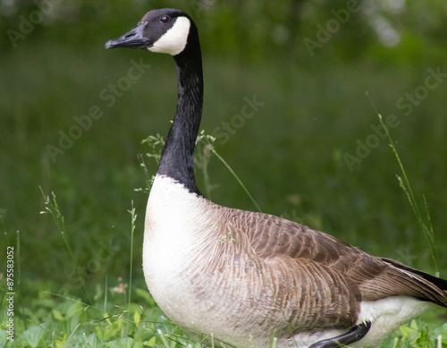 Canadian Goose