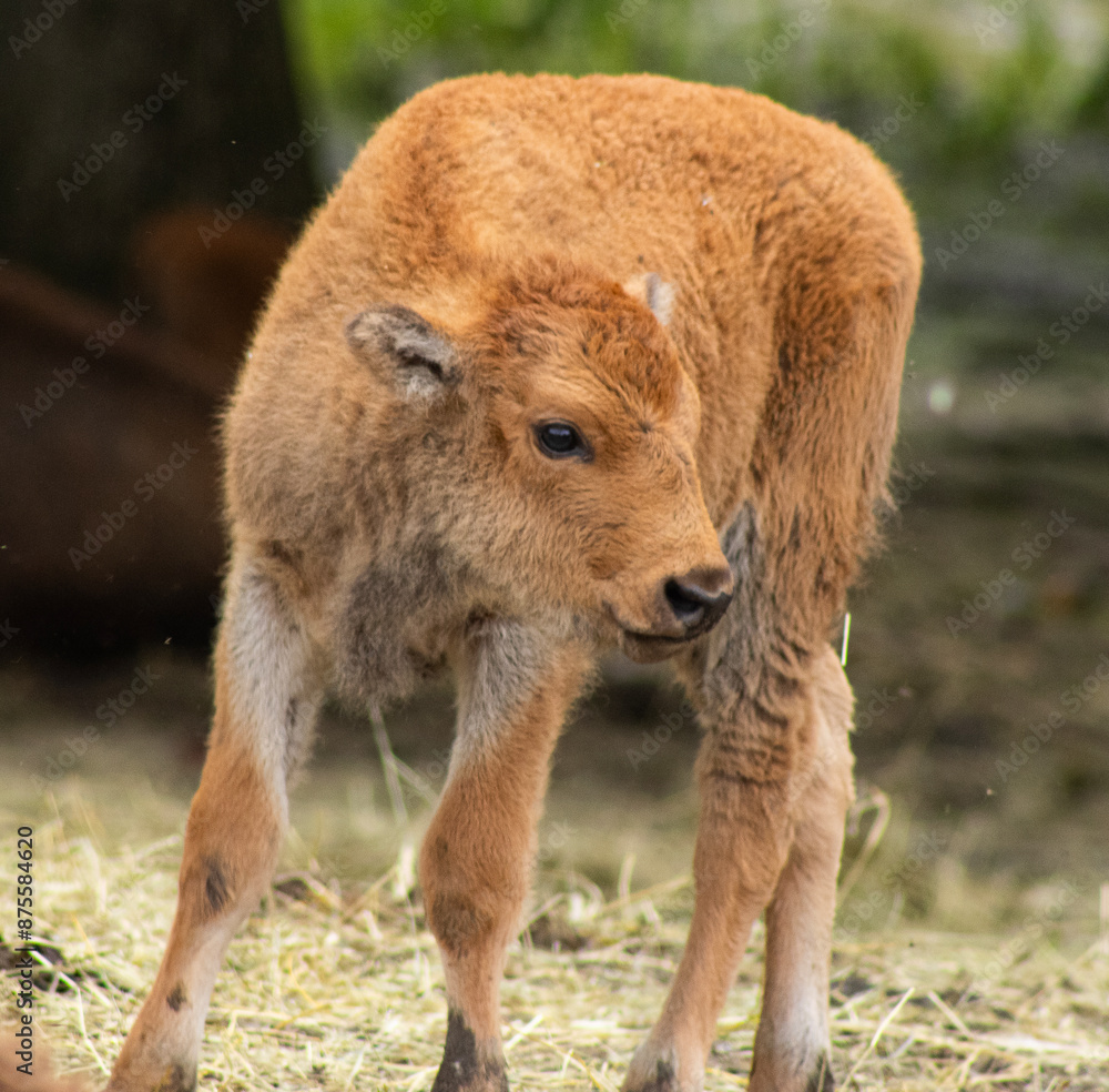 Fototapeta premium Baby Bison