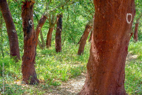 Cork trees. cork removed in 2000. number 0 written on the trunk.