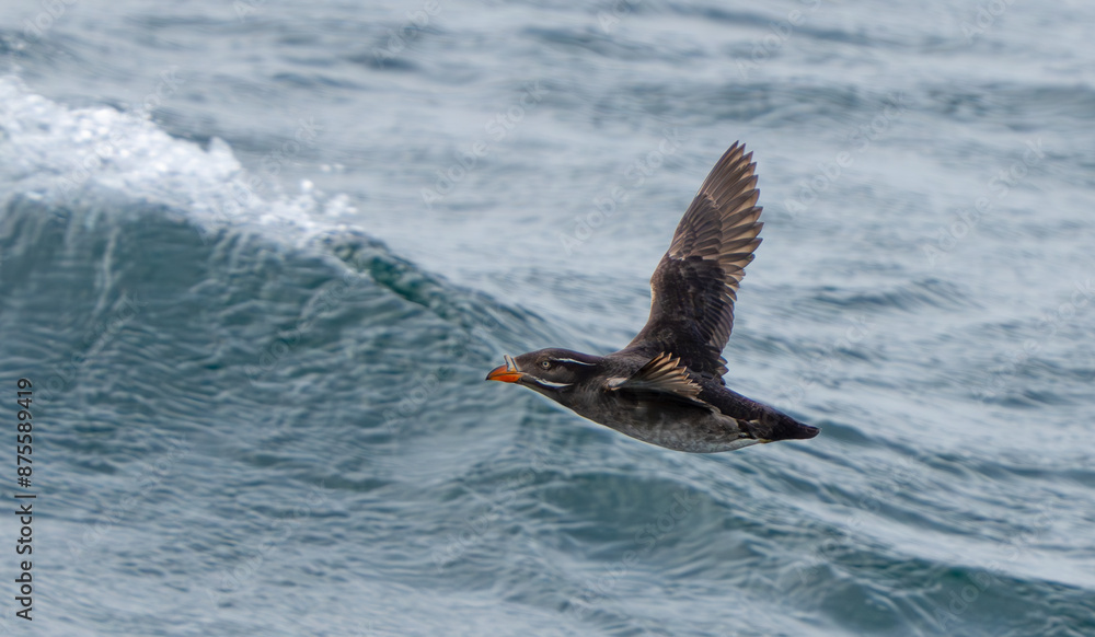 Rhinoceros Auklet in Flight Over Rough Seas Rhinoceros Auklet in Flight Over Rough Seas