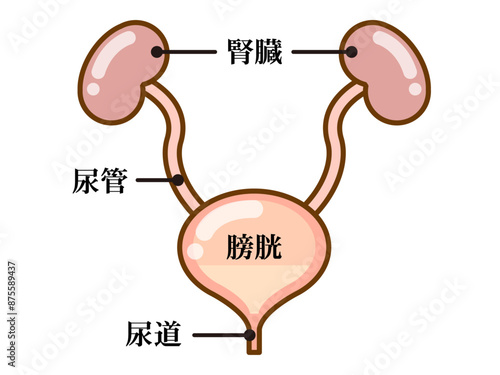 シンプルな膀胱の図解イラスト素材