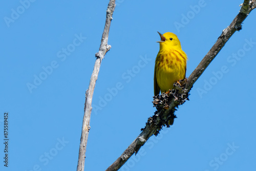 Beautiful Yellow Warbler Sings in Spring photo