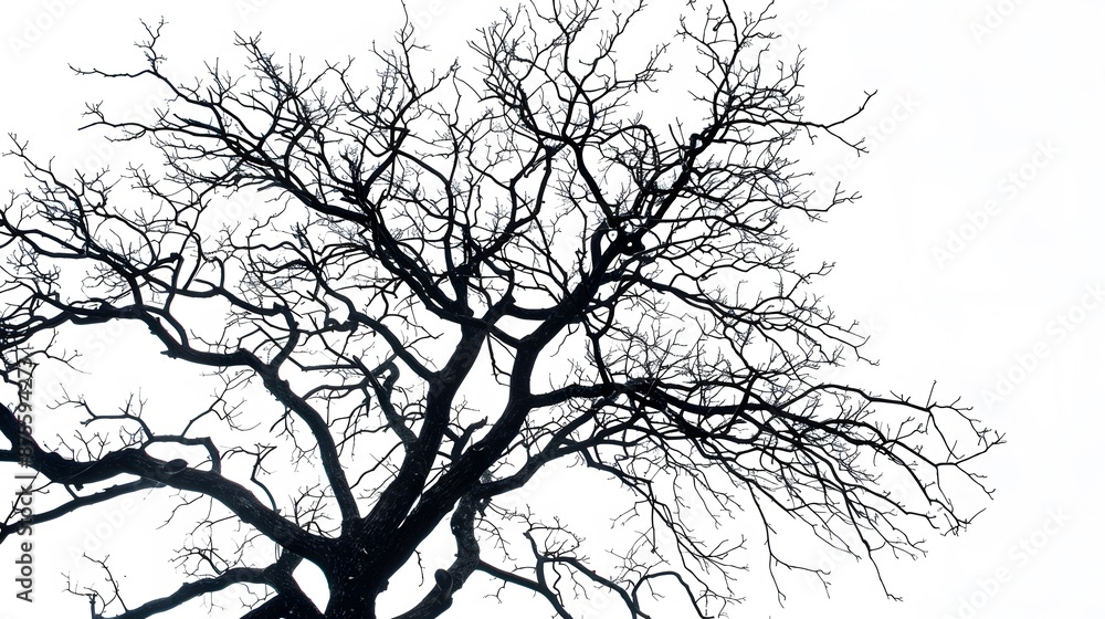 Fototapeta premium Details dried black leafless tree branches of big tree silhouette on white sky background,isolated. 