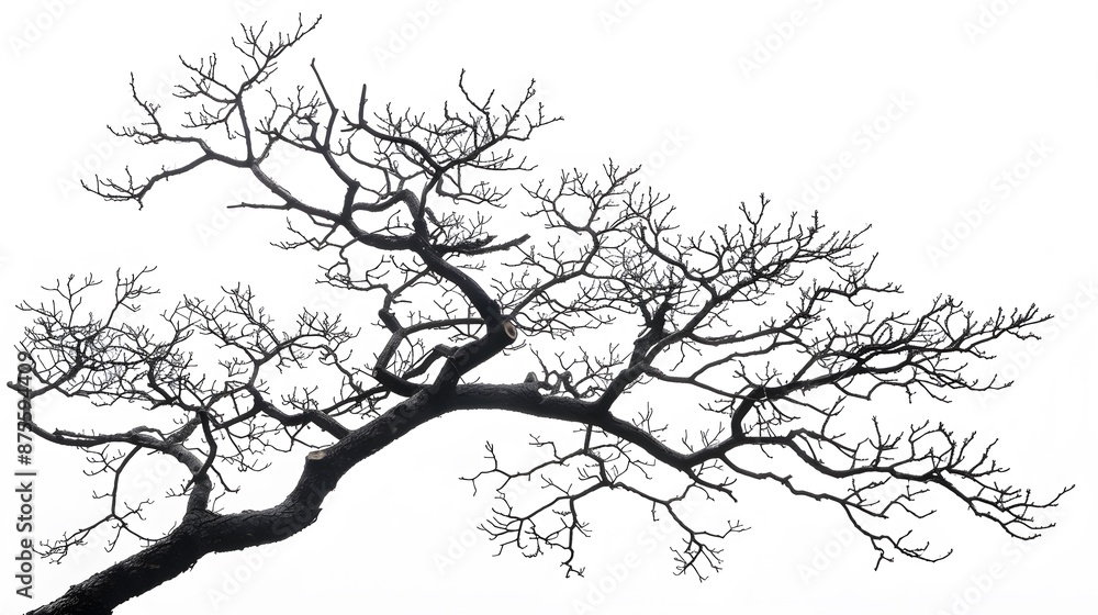 Fototapeta premium Details dried black leafless tree branches of big tree silhouette on white sky background,isolated. 