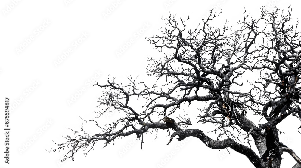 Fototapeta premium Details dried black leafless tree branches of big tree silhouette on white sky background,isolated. 