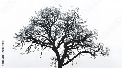 Wallpaper Mural Details dried black leafless tree branches of big tree silhouette on white sky background,isolated.  Torontodigital.ca
