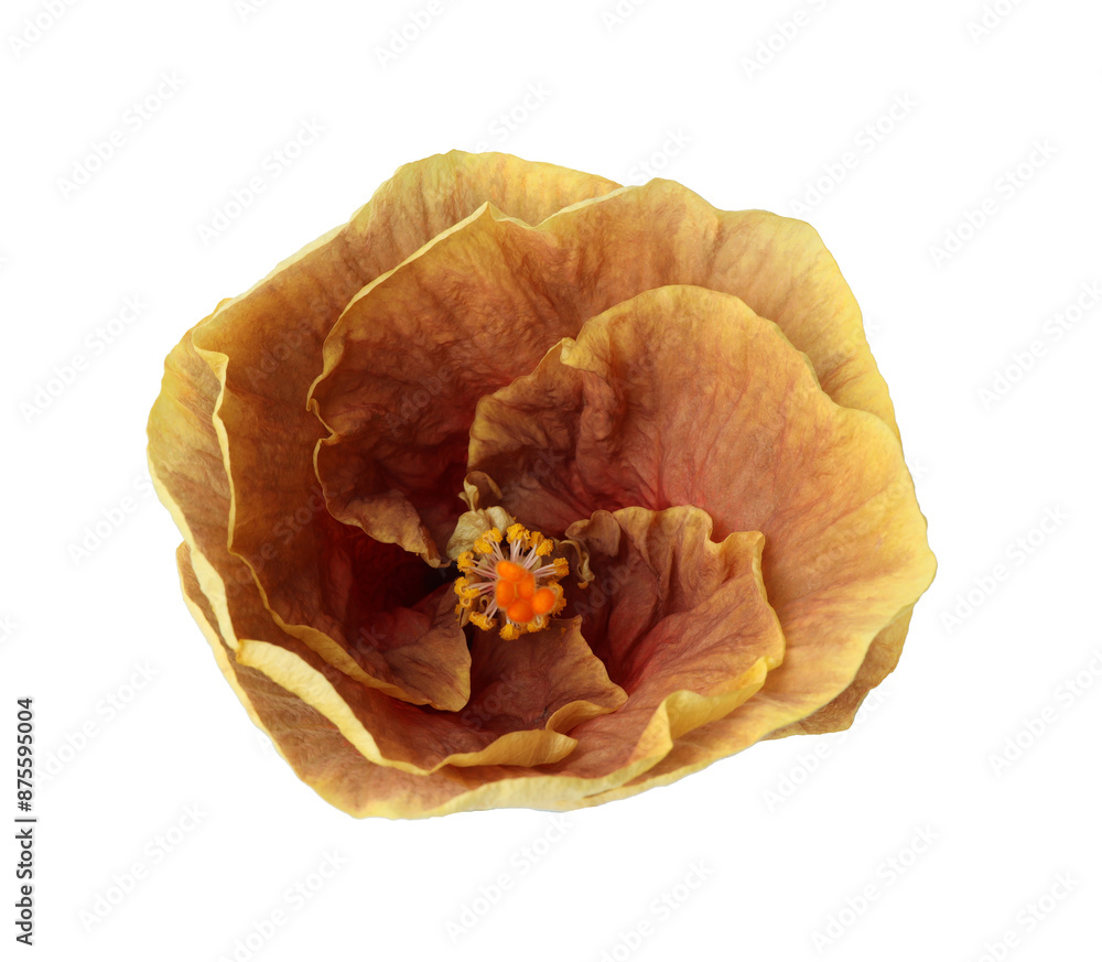One beautiful hibiscus flower isolated on white One beautiful hibiscus flower isolated on white