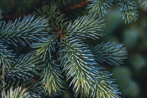 Background from Christmas tree branches Christmas Holiday card