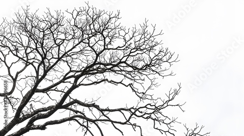 Wallpaper Mural Details dried black leafless tree branches of big tree silhouette on white sky background,isolated.  Torontodigital.ca