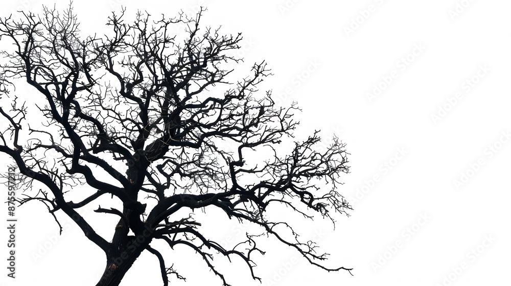 Obraz premium Details dried black leafless tree branches of big tree silhouette on white sky background,isolated.