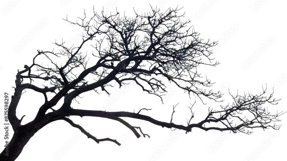 Details dried black leafless tree branches of big tree silhouette on white sky background,isolated. Details dried black leafless tree branches of big tree silhouette on white sky background,isolated.
