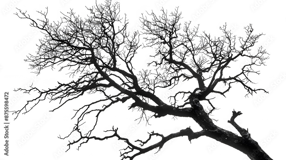 Fototapeta premium Details dried black leafless tree branches of big tree silhouette on white sky background,isolated. 