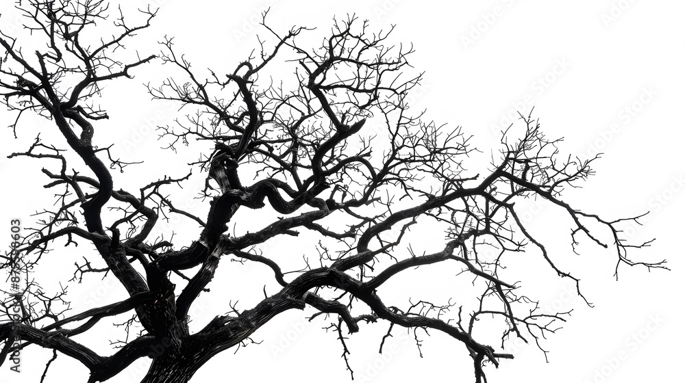 Fototapeta premium Details dried black leafless tree branches of big tree silhouette on white sky background,isolated. 