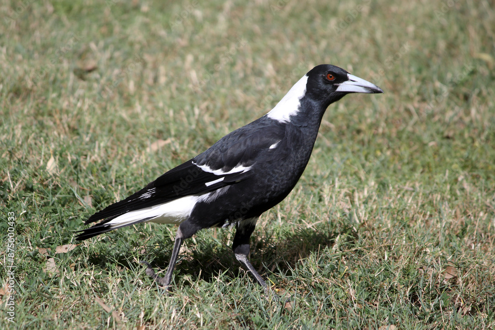 Obraz premium Australian Magpie bird with black and white feathers walking on green grass