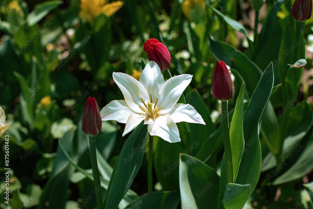 Obraz premium Beautiful white lily and red tulips in summer park 