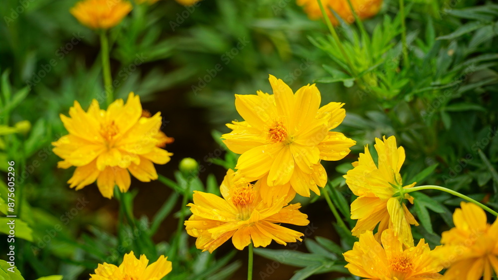 Close-up of Cosmos bipinnatus flower blooming in the field Close-up of Cosmos bipinnatus flower blooming in the field