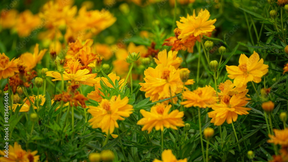 Close-up of Cosmos bipinnatus flower blooming in the field Close-up of Cosmos bipinnatus flower blooming in the field
