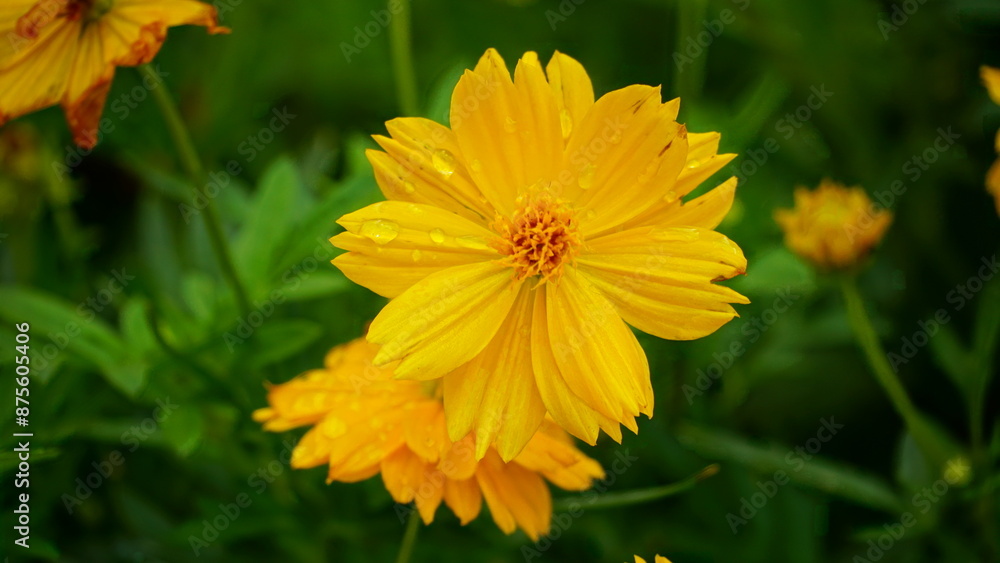Close-up of Cosmos bipinnatus flower blooming in the field Close-up of Cosmos bipinnatus flower blooming in the field