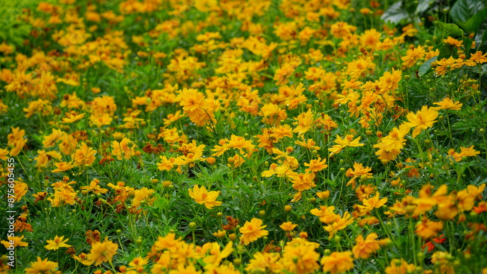 Close-up of Cosmos bipinnatus flower blooming in the field Close-up of Cosmos bipinnatus flower blooming in the field