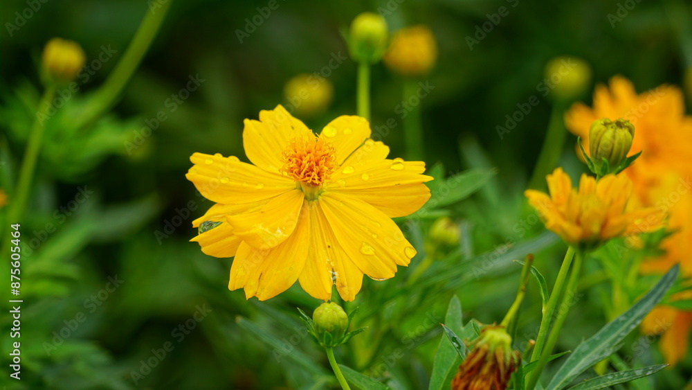 Close-up of Cosmos bipinnatus flower blooming in the field Close-up of Cosmos bipinnatus flower blooming in the field