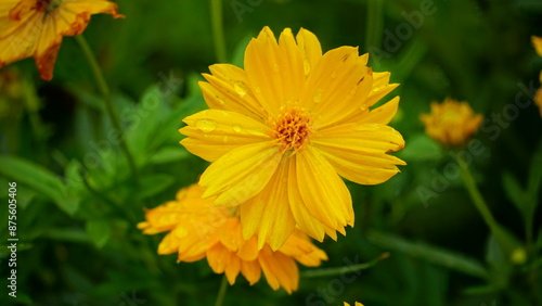 Close-up of Cosmos bipinnatus flower blooming in the field