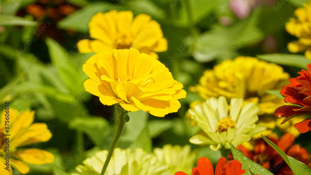 Close-up of blooming Zinnia angustifolia chrysanthemum Close-up of blooming Zinnia angustifolia chrysanthemum