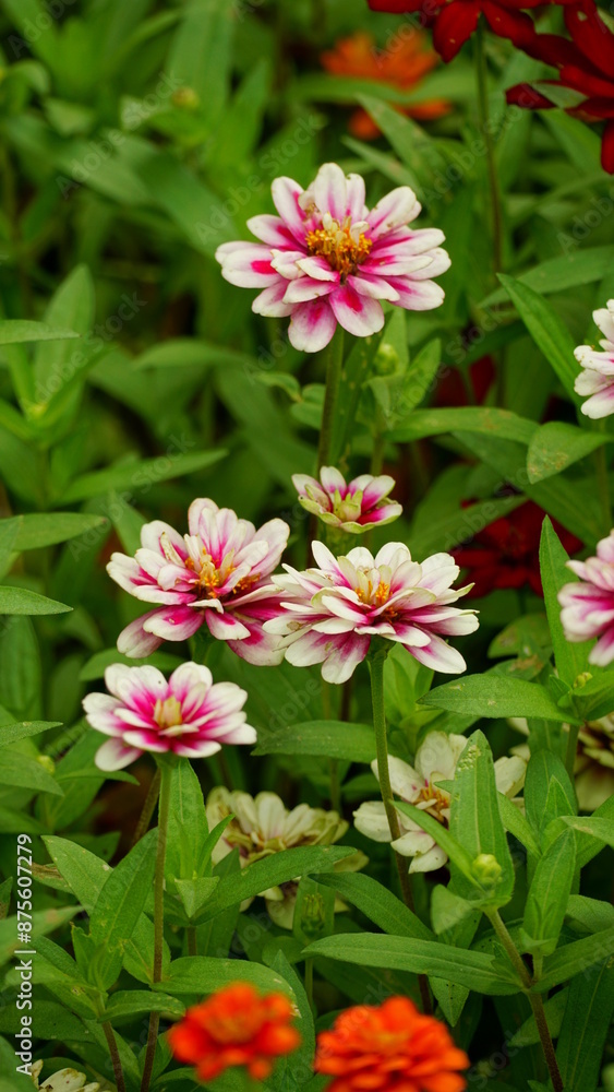 Close-up of blooming Zinnia angustifolia chrysanthemum Close-up of blooming Zinnia angustifolia chrysanthemum