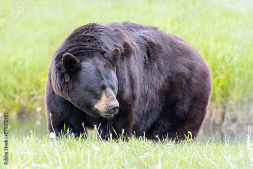 Fat black bear standing side profile in grass in front of pond, close up 