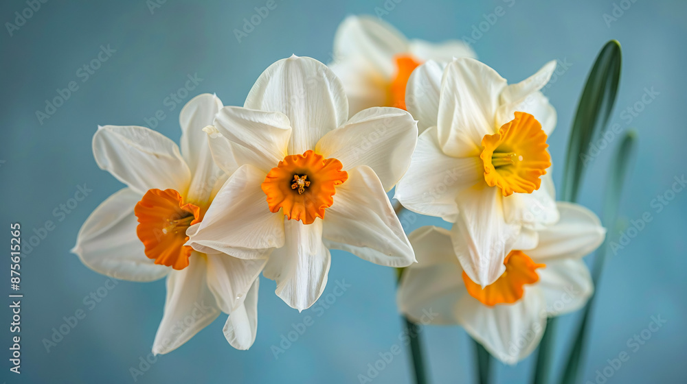 Fototapeta premium Closeup of a blooming white and yellow daffodil in a spring garden