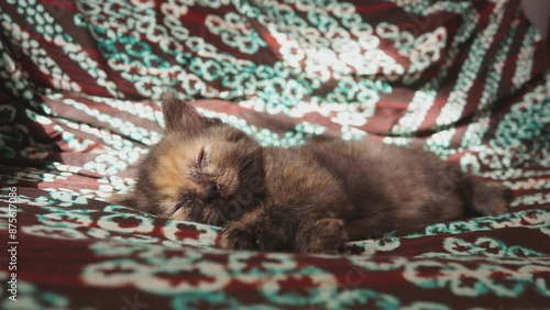 Striped kitten baby cat sleeping. Adorable pet. Pure serenity innocence. Tiny body rises and falls gently with breath. Soft fur, painted in shades of gray orange, provides warm blanket of comfort. photo