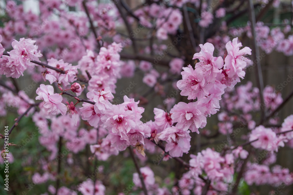 Pink cherry plum blossom. Blooming tree in spring sezon. Pink cherry plum blossom. Blooming tree in spring sezon.